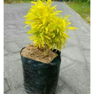 Tanaman Hias Brokoli Kuning Sehat Tinggi 20cm