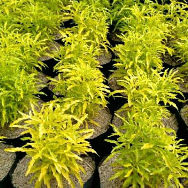 Tanaman Hias Brokoli Kuning Sehat Tinggi 20cm