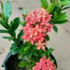 Tanaman Hias Bunga Asoka Merah Berbunga