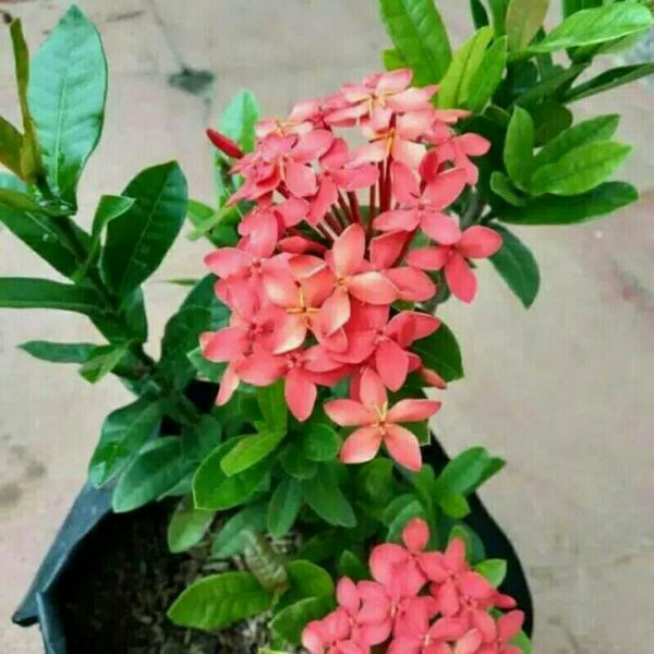 Tanaman Hias Bunga Asoka Merah Berbunga