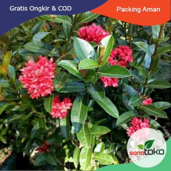 Tanaman Hias Bunga Asoka Merah Berbunga