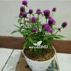 Tanaman Hias Bunga Knop Kancing Ungu Sehat 30cm