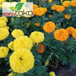 Tanaman Hias Bunga Marigold/Marygold Kuning-Orange Tanaman Anti Nyamuk