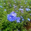 Tanaman Hias Bunga Nemophila Baby Blue Eyes Rimbun
