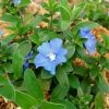 Tanaman Hias Bunga Nemophila Baby Blue Eyes Rimbun