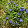 Tanaman Hias Bunga Nemophila Baby Blue Eyes Rimbun
