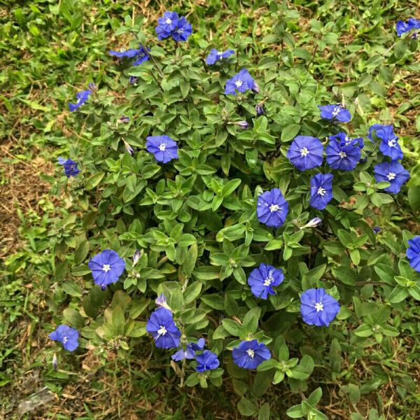 Tanaman Hias Bunga Nemophila Baby Blue Eyes Rimbun