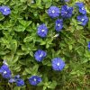 Tanaman Hias Bunga Nemophila Baby Blue Eyes Rimbun
