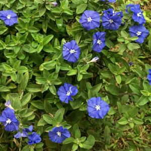 Tanaman Hias Bunga Nemophila Baby Blue Eyes Rimbun