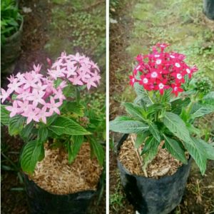 Tanaman Hias Bunga Pentas Lanceolata