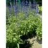 Tanaman Hias Bunga Salvia Tinggi 40cm Berbunga