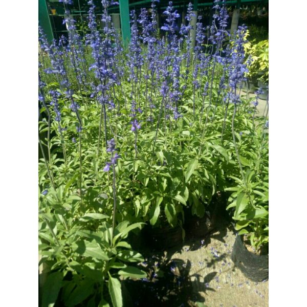 Tanaman Hias Bunga Salvia Tinggi 40cm Berbunga