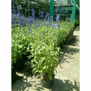 Tanaman Hias Bunga Salvia Tinggi 40cm Berbunga