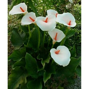 Tanaman Hias Calla Lily Putih Tinggi 40cm Sehat