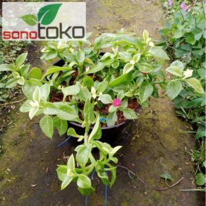 Tanaman Hias Gantung Aptenia Baby Sun Rose Berbunga Subur