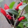 Tanaman Hias Gantung Lipstik Merah