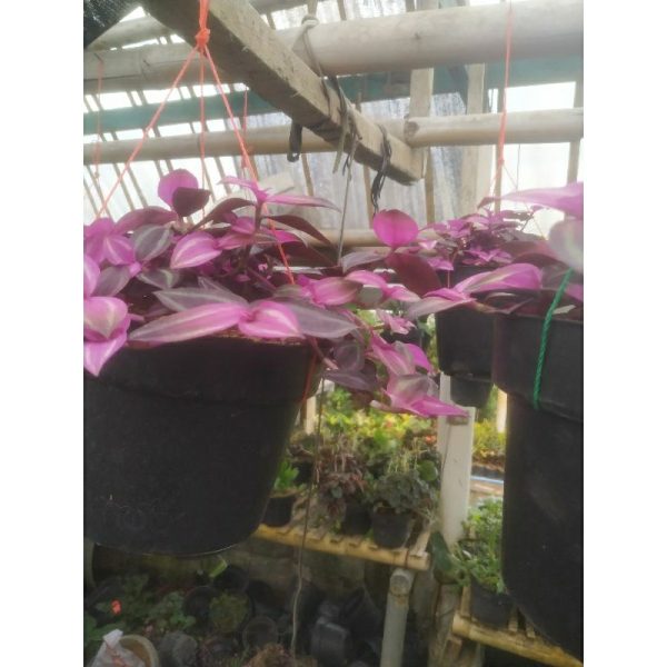 Tanaman Hias Gantung Zebrina Pink