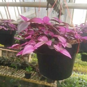 Tanaman Hias Gantung Zebrina Pink