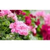 Tanaman Hias Geranium Pink Berbunga Tinggi 25cm
