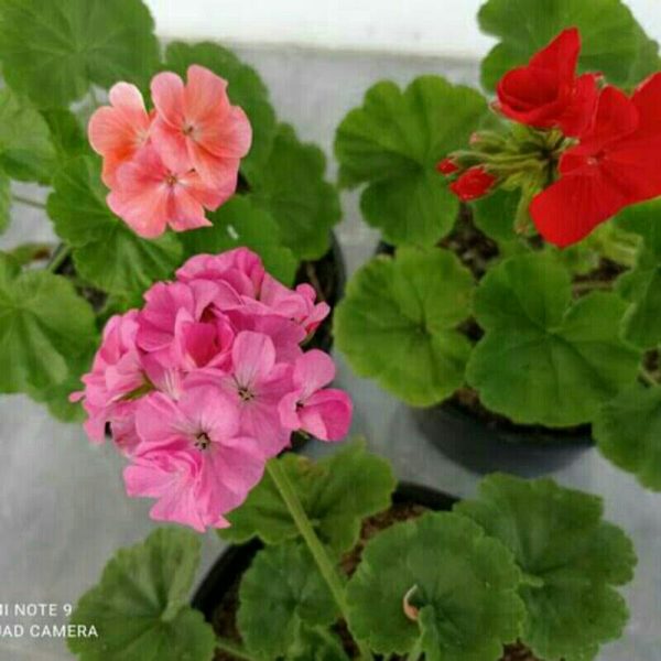 Tanaman Hias Geranium Pink Berbunga Tinggi 25cm