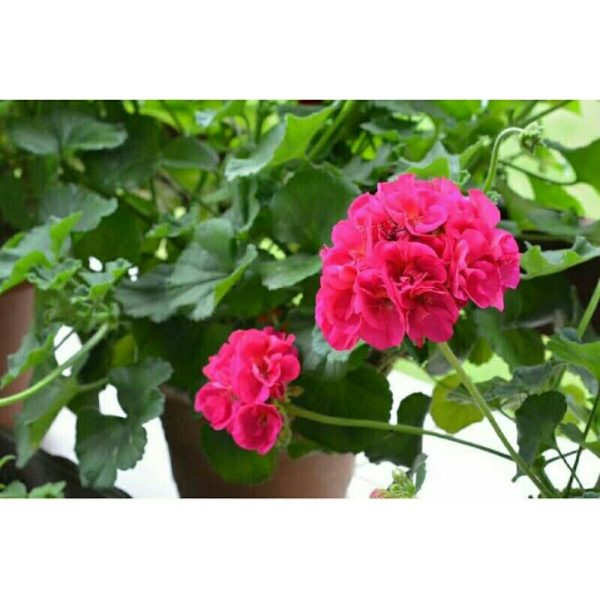 Tanaman Hias Geranium Pink Berbunga Tinggi 25cm