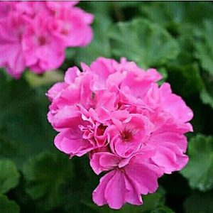 Tanaman Hias Geranium Pink Berbunga Tinggi 25cm