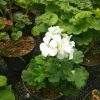 Tanaman Hias Geranium Putih Berbunga Tinggi 25cm