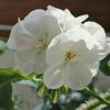 Tanaman Hias Geranium Putih Berbunga Tinggi 25cm