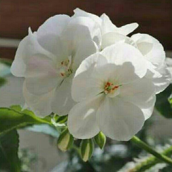 Tanaman Hias Geranium Putih Berbunga Tinggi 25cm