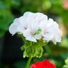 Tanaman Hias Geranium Putih Berbunga Tinggi 25cm