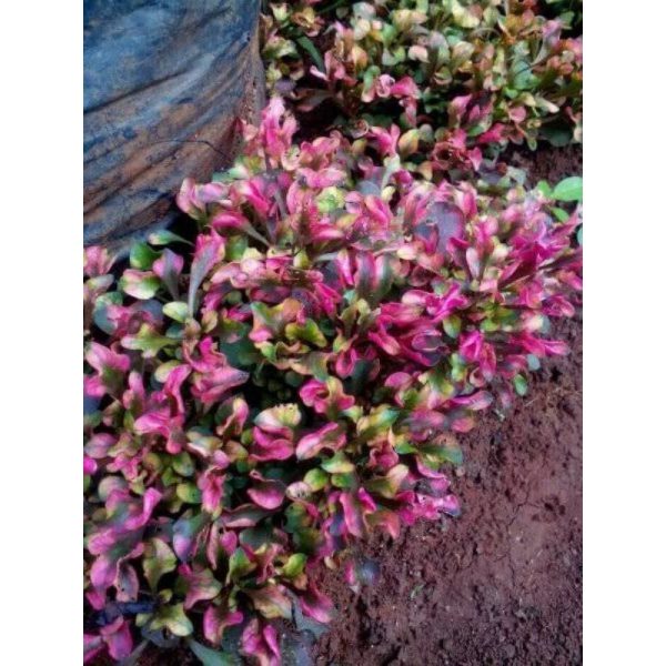 Tanaman Hias Kriminil Merah Garansi 100%