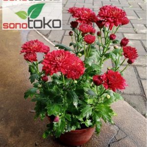 Tanaman Hias Krisan Merah ~ Premium