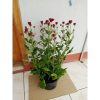 Tanaman Hias Krisan Merah ~ Premium