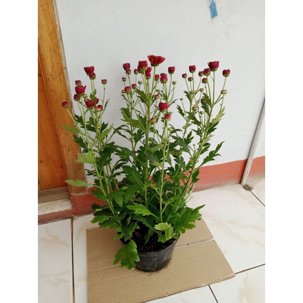 Tanaman Hias Krisan Merah ~ Premium