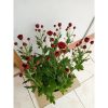 Tanaman Hias Krisan Merah ~ Premium