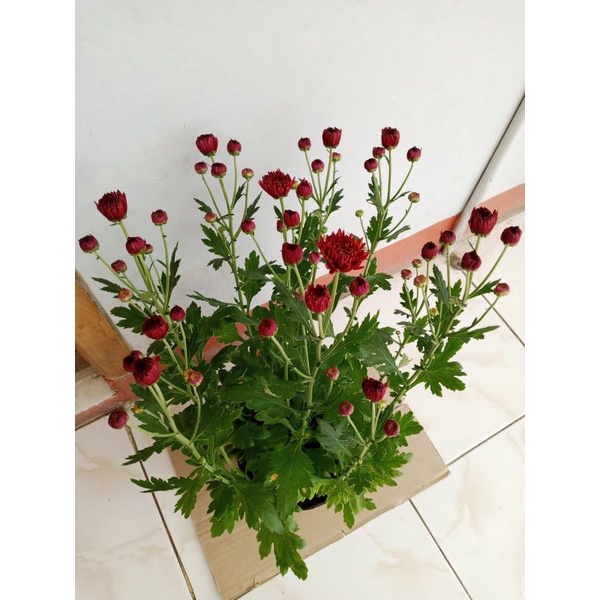 Tanaman Hias Krisan Merah ~ Premium