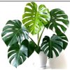 Tanaman Hias Monstera King Kerimbunan Menarik