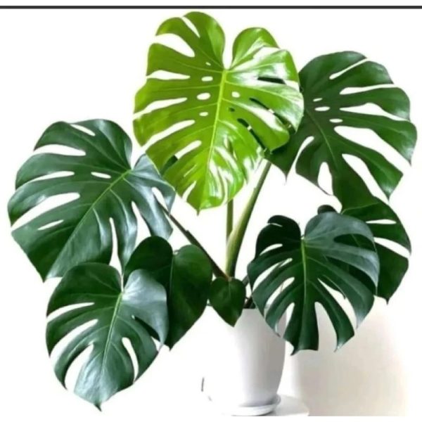 Tanaman Hias Monstera King Kerimbunan Menarik