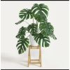Tanaman Hias Monstera King Kerimbunan Menarik