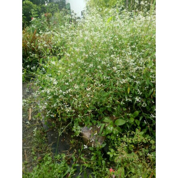 Tanaman Hias Tumpah Beras - Subur Rimbun Berbunga