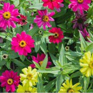 Tanaman Hias Zinia Anggun Zinnia Elegan Bunga Kertas (Edible Flower)