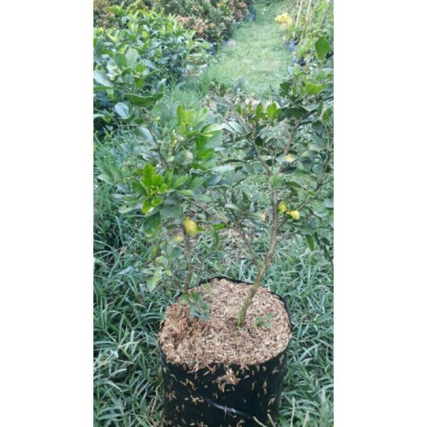 Tanaman Kemuning Melati Dewasa Berbunga Rimbun 60cm