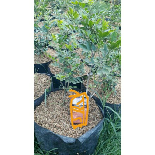 Tanaman Kemuning Melati Dewasa Berbunga Rimbun 60cm