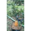 Tanaman Kemuning Melati Dewasa Berbunga Rimbun 60cm