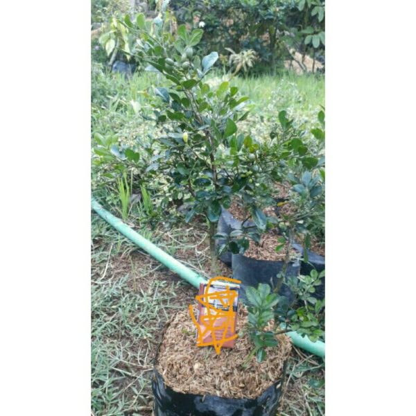 Tanaman Kemuning Melati Dewasa Berbunga Rimbun 60cm