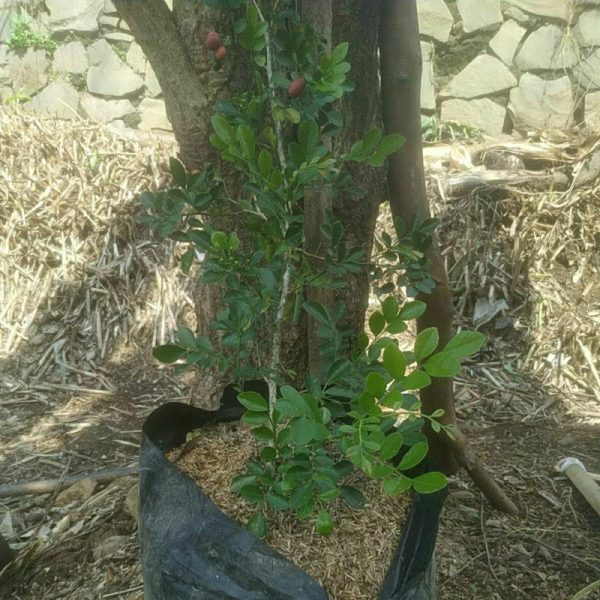 Tanaman Kemuning Melati Dewasa Berbunga Rimbun 60cm