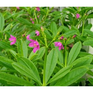 Tanaman Kolesom jawa, som jawa atau ginseng jawa