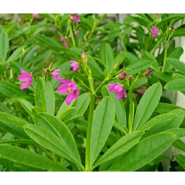 Tanaman Kolesom jawa, som jawa atau ginseng jawa