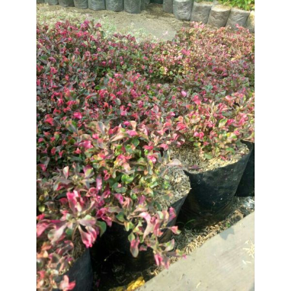 Tanaman Krokot Merah (krokot mawar)
