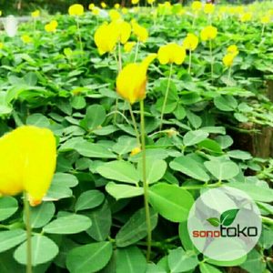 Tanaman Landep hamparan pendek pengganti rumput